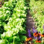 The Ultimate Guide to Creating Your Own Garden Paradise